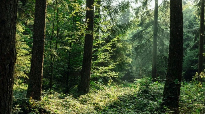 Ekologická stránka laminátových podláh EGGER: Viac než len obyčajná podlaha